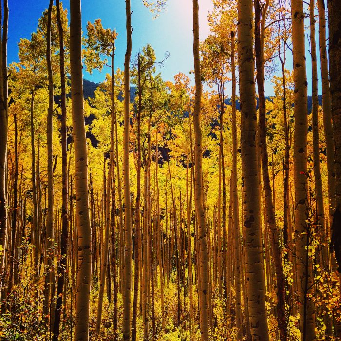 Independence Pass Colorado Aspen Trees